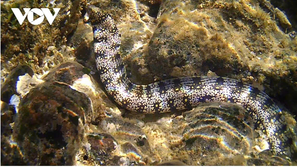 Chình biển tại Hòn Yến