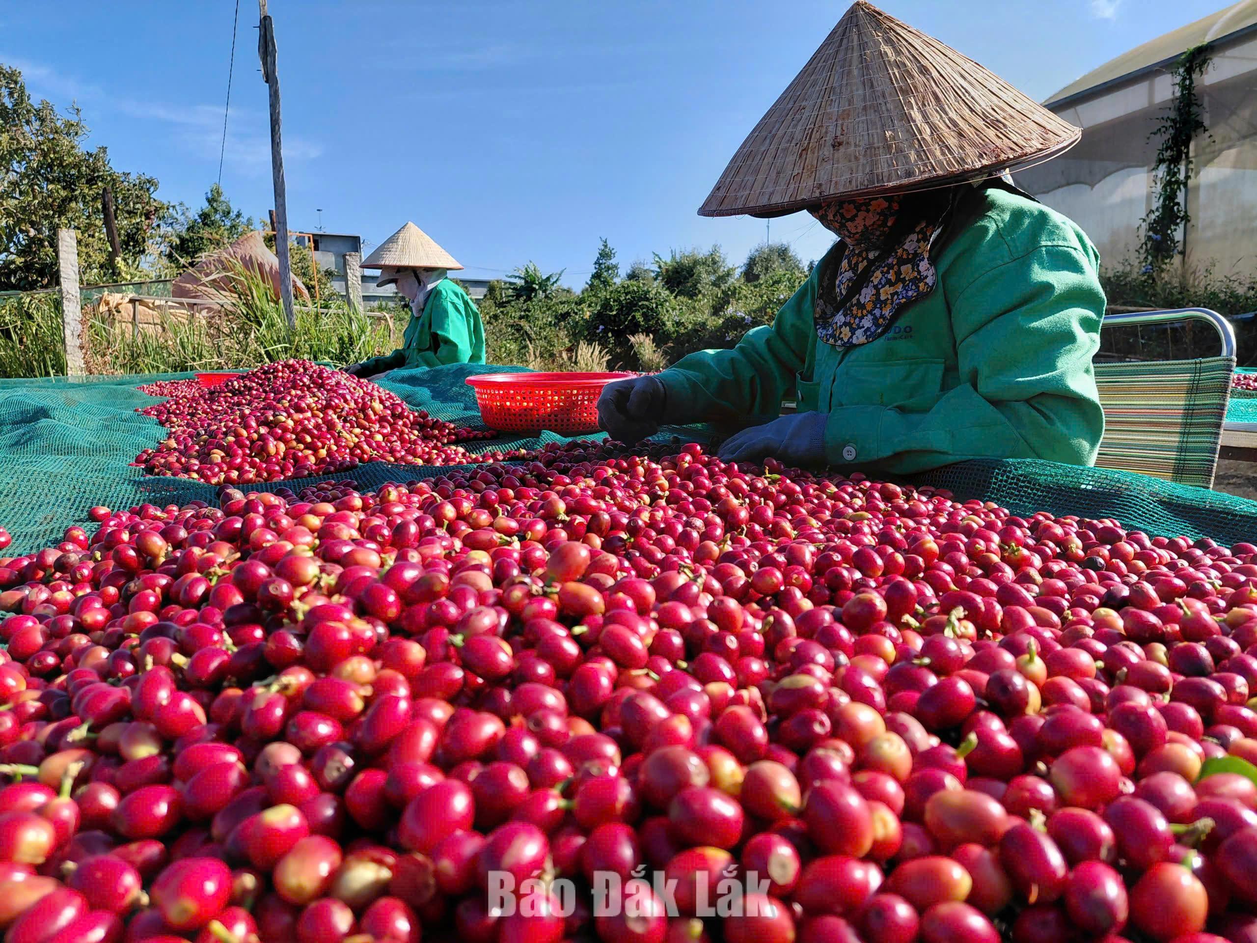 Trong giai đoạn mới, các ngành hàng chủ lực như: cà phê, hồ tiêu, sầu riêng, cao su... sẽ được tổ chức lại theo hướng tăng hàm lượng chế biến và giá trị xuất khẩu